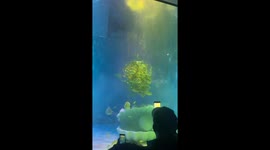 Stunning mermaid show captivates audience in Heilongjiang, China