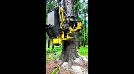 A John Deere 1270G harvester with a Waratah H415 head expertly fells a large spruce tree on a steep mountain terrain