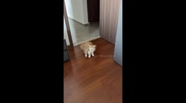 Kitten momentarily startled by owner in Shanxi, China