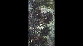 Hapless panda falls from tree at zoo in China