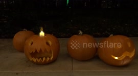 Baby enjoys carved pumpkins at Kensington's Halloween celebrations at the Design Museum