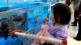 Moment supermarket fish launches itself out of tank and slaps giggling little girl