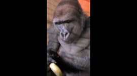 A gorilla eating a banana at the Kinshasa zoo.