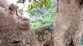 The monkeys are angry and hungry and looking for a fight.