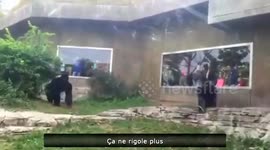 A violent gorilla fight, an exceptional brawl.