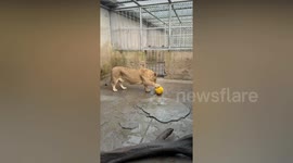 Lion with tiny legs wins hearts after being nicknamed 'Corgi' by zoo staff