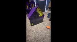 Kitten Named August Excited About New House