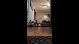 Hedgehog Loves To Run