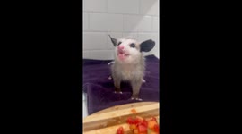 Opossum Enjoys Fruit Salad