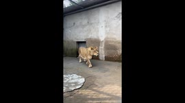 Lion with short legs nicknamed Corgi becomes a star in China
