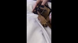 Reuben the King Pin loves a head message as much as the rest of us!