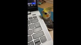 Mischievous cockatiel breaks laptop key in Liaoning, China