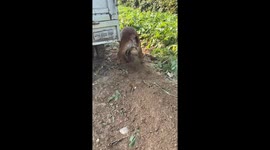 Dog digging a deep hole surprises owner in Hebei, China