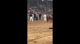 Woman’s failed attempt to mount a horse ends in a funny fall in Henan, China