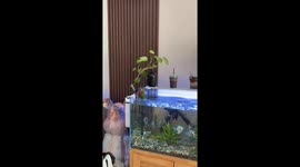 Parrot splashes and swims in aquarium in Liaoning, China