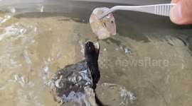 Little turtle excitedly chases shrimp in Guangdong, China