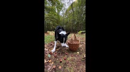 Spaniel Takes Collie's Collected Chestnuts