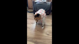 Cat in Raffaello Suit