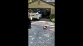 Dachshund Doesn’t Want to Leave His Friend's House