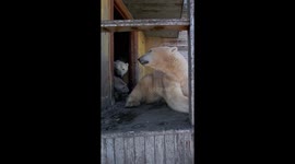 Russian photographer captures incredible footage of polars that have moved into abandoned house