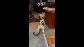 Cat Does Not Like the Statue