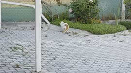Cat caught toying with mouse in repeated street chase in Türkiye