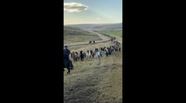 Hundreds of Icelandic Horses Returning From the Highlands