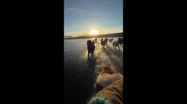 Icelandic Horses Run Across Hop Lake