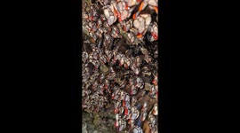 Harvesting Goose Barnacles