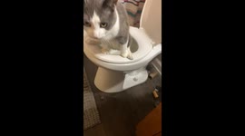 Cat Uses Human Toilet