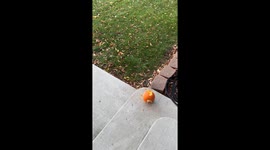 Squirrel Caught With Pumpkin Seed Evidence