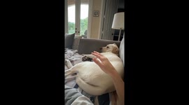 Pup's Leg Pops Up When Hand Is Near