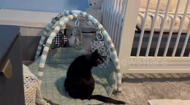 Cat Plays With Baby Toys