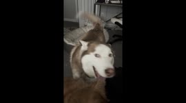 Husky Sneezes and Says I Love You