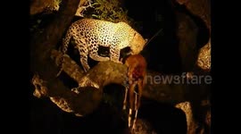 Leopards feeding on an Impala in a Tree at night