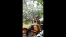 Wild bear joins shocked family's picnic in the woods