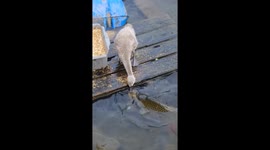 Baby swan appears to share food with koi fish in pond