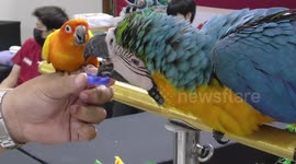 Adorable Bird Buddies:  A Large Macaw Patiently  Shares Water with a Playful Sun Conure at a Show in Thailand