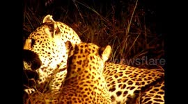 Male and female Leopard grooming during mating