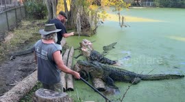 Croc and Gator Feeding Frenzy! Watch Expert Handlers Interact with Massive Predators.