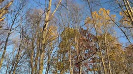 Strong winds sway tall trees in Detroit, Michigan, USA