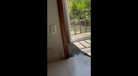 Mother golden retriever carries her puppy in Ubaira, Brazil