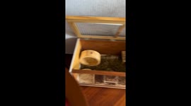 Hamster caught stealing grapes on the table in São Paulo, Brazil