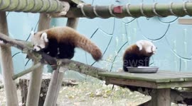 Two beautiful Red Panda Cubs, exploring their enclosure and trying to find breakfast!