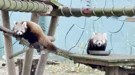 Meet AJAY (boy) and YUN (girl) ,Two beautiful Red Panda Cubs, exploring their enclosure and trying to find breakfast!