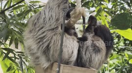 Rolan, The two month old sloth, exploring his outing with Mum & Dad!
