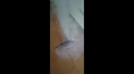 Roasted sweet potato turns into a smoke bomb in Sichuan, China