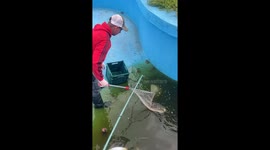 Man releases toads while cleaning pool in Buenos Aires, Argentina