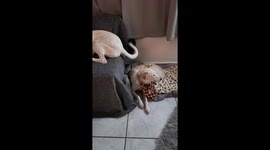 Dog’s tail repeatedly hits the other dog while resting in Athens, Greece