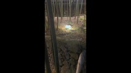 Mischievous cat glows on garden light in Zhejiang, China